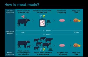13 300x196 专访CellX：细胞培养肉创业，门槛该怎么跨？｜FoodPlus Interview