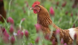 2025 11 14 190651 300x173 全球首发蛋白质转型金融标准，引导万亿美元资金流向可持续食品体系