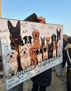 中国动保历史一刻!从“Papi”的四年刑期,到百亿只鸡的无声呐喊:你的餐盘,决定它们的命运 92a5c1eddc9e94feb24a88677639012e 234x300 中国动保历史一刻!从“Papi”的四年刑期,到百亿只鸡的无声呐喊:你的餐盘,决定它们的命运